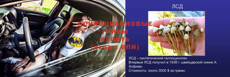 Галлюциногенные грибы GOLDEN TEACHER  наркотики  Багратионовск 